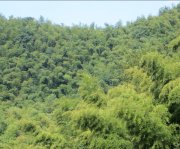 竹子的特點有哪些？